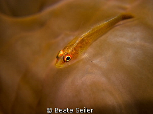 small goby by Beate Seiler 